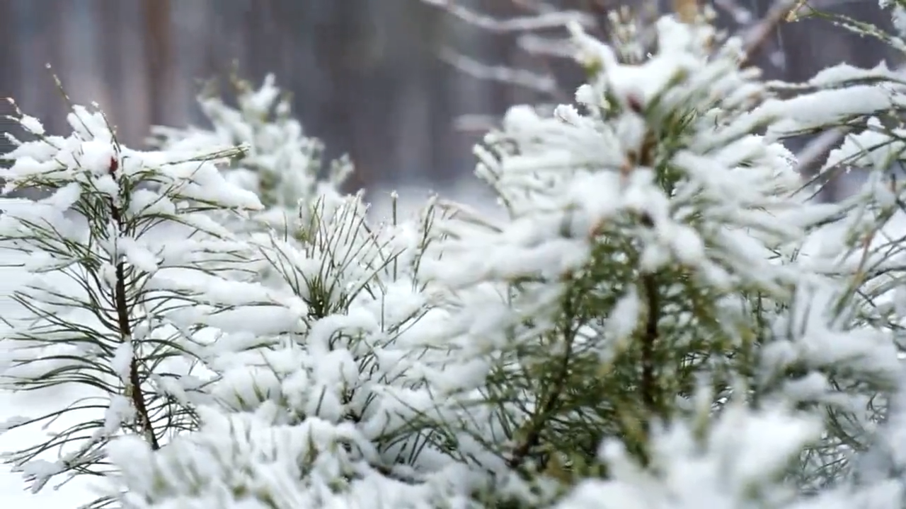  博達(dá) 光影印象——雪后校園